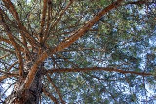 IMG 2273