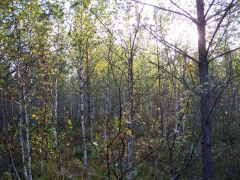 fbrusnika_011