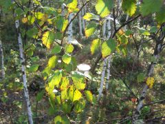 fbrusnika_028