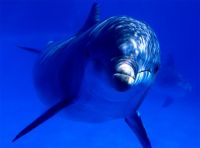 delfin
